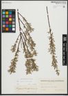 Foto von Salix repens L. x Salix viminalis L.